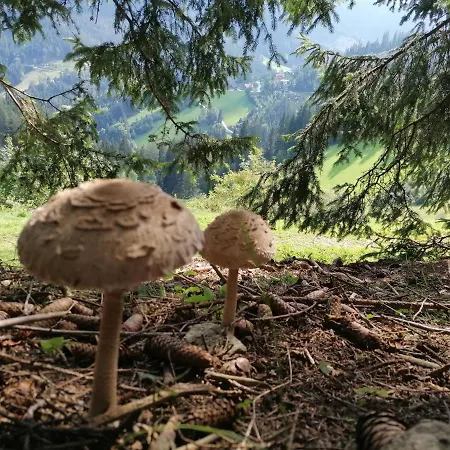 Ferienhaus Stubalpenblick *