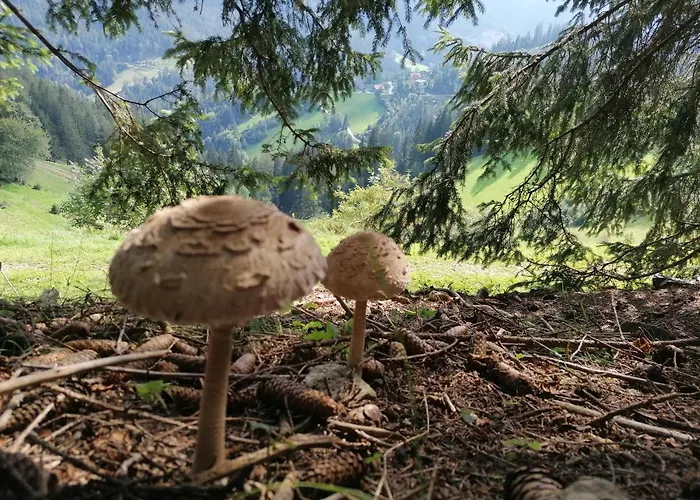 Ferienhaus Stubalpenblick *